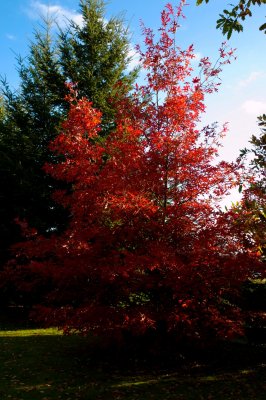 Quercus coccinea - dub šarlatový - celek